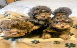 Cockapoo dogs for sale: Gorgeous litter of F1b cockapoos - Advert 1