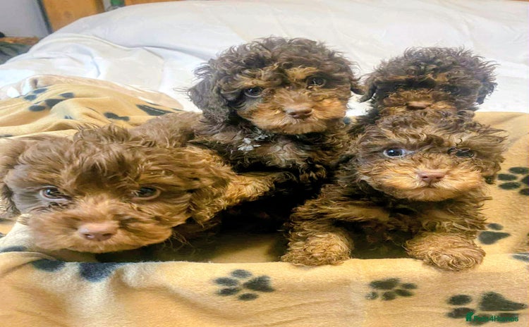 Cockapoo dogs Gorgeous litter of F1b cockapoos - Advert 1