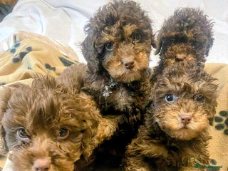 Cockapoo dogs for sale: Gorgeous litter of F1b cockapoos - Advert 1
