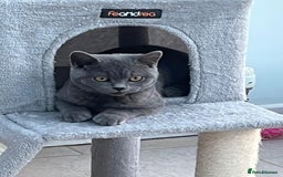 British Shorthair cats for sale: Two British shorthair kittens - Image 3