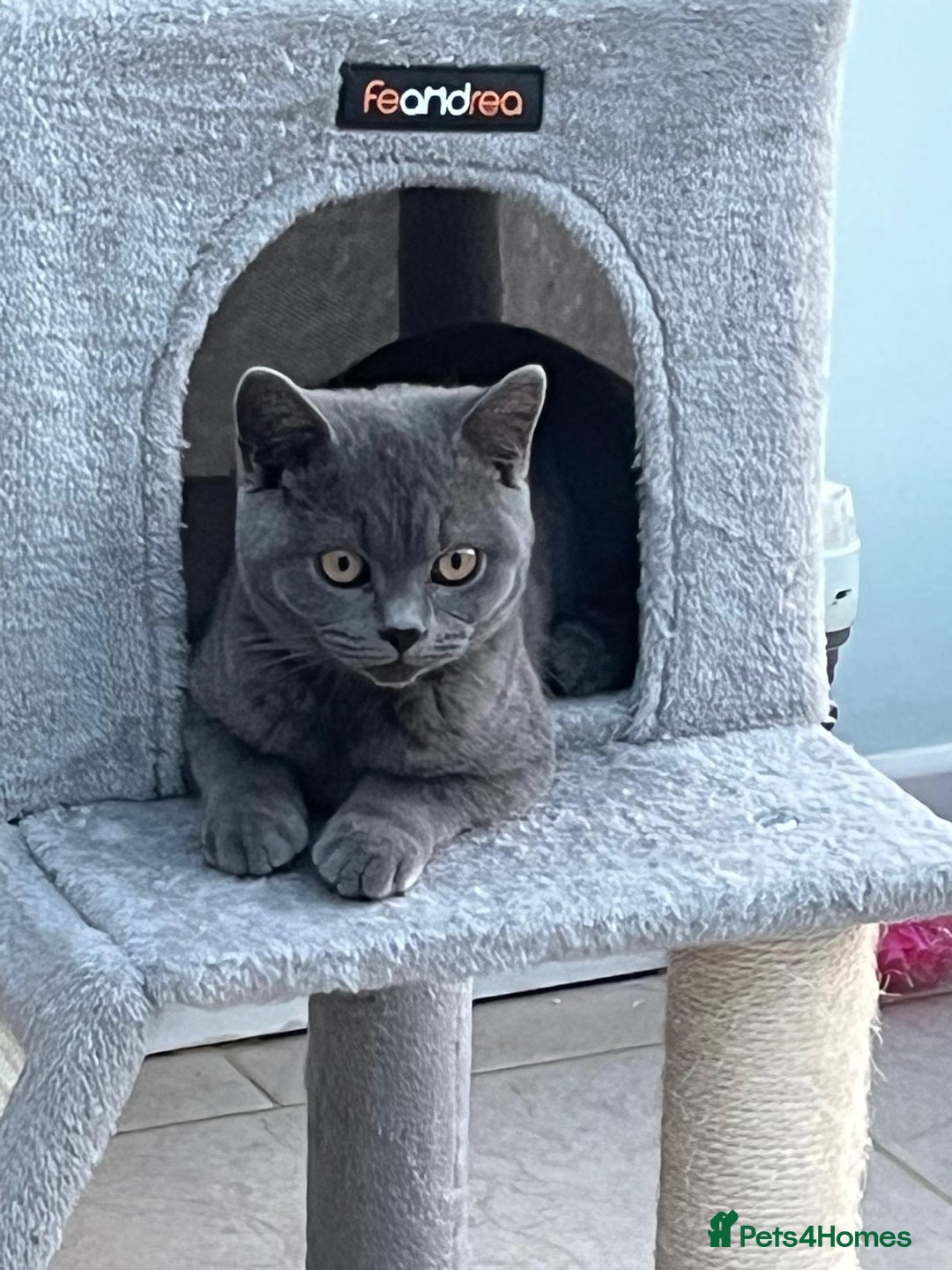 British Shorthair cats for sale: Two British shorthair kittens - Image 3