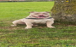 American Bully dogs for stud: Merle pocket bully stud - Image 2