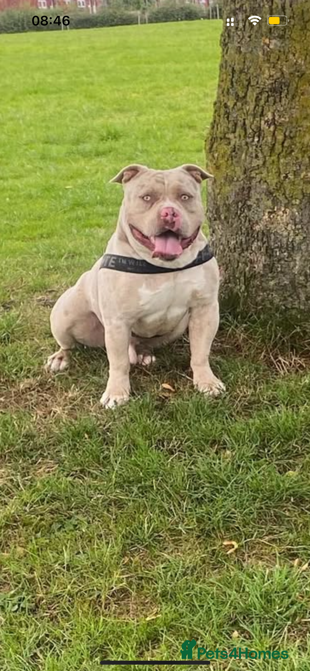 American Bully dogs for stud: Merle pocket bully stud - Image 2