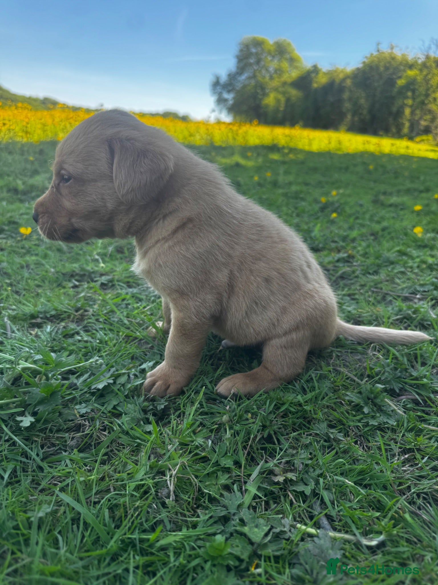 Labrador Retriever dogs Fox Red Labrador Puppies  - Advert 6