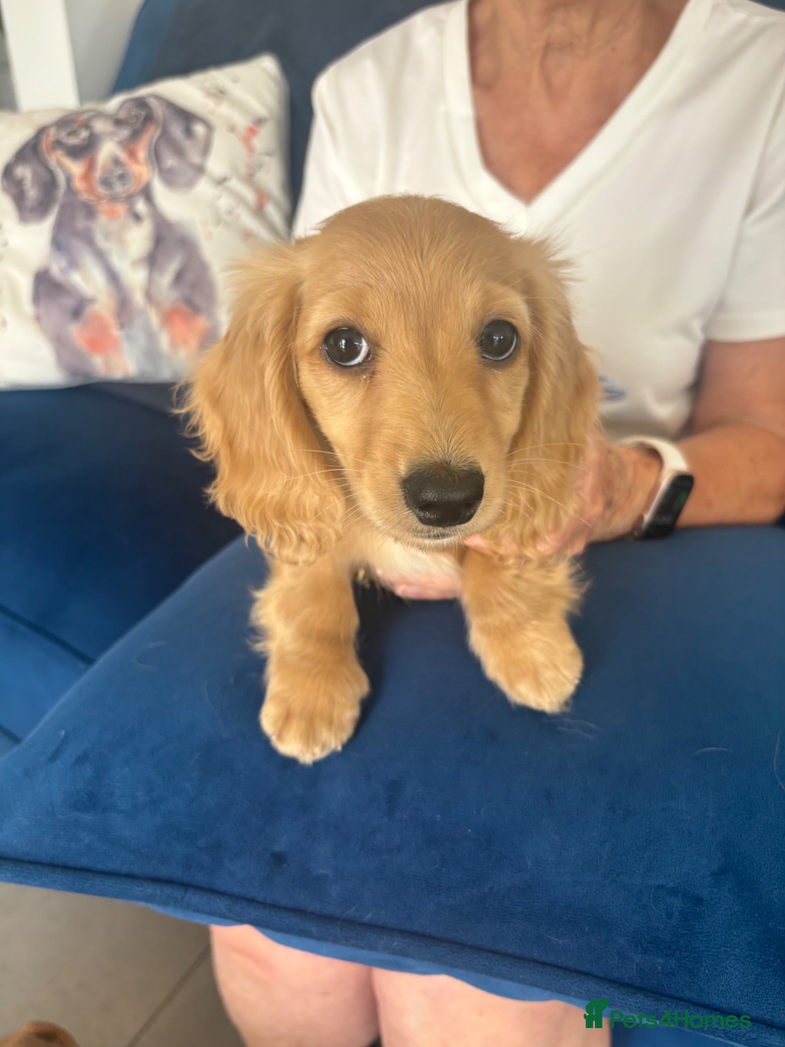 Miniature Dachshund dogs Pure cream long haired mini dachshunds - Advert 1