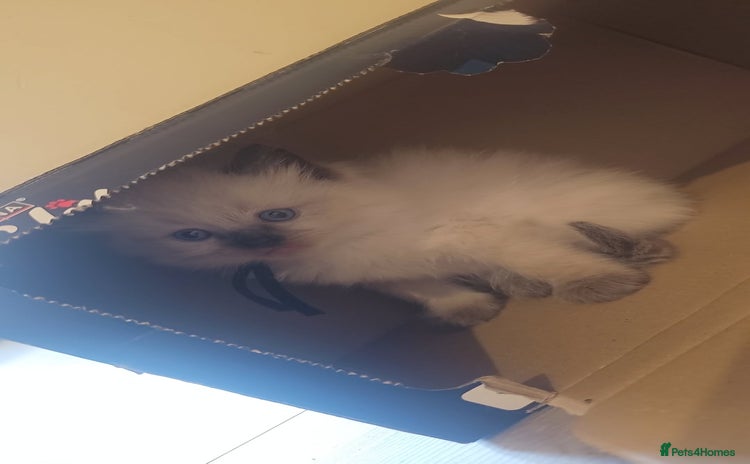Ragdoll cats - Advert 15