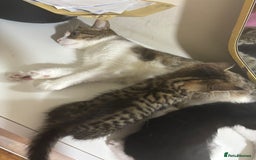Bengal cats for sale: 2 bengal cats for sale  - Image 5