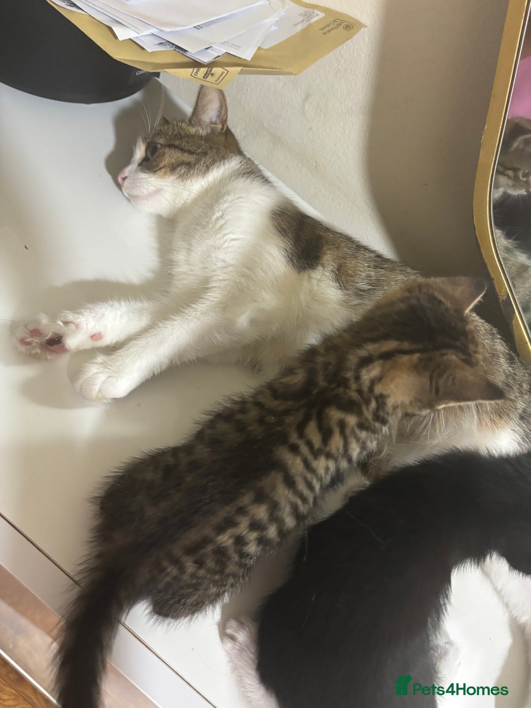 Bengal cats for sale: 2 bengal cats for sale  - Image 5