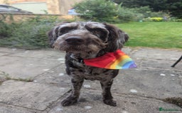 Labradoodle dogs for sale: Meet Elton – Our Beautiful Labradoodle  - Image 9