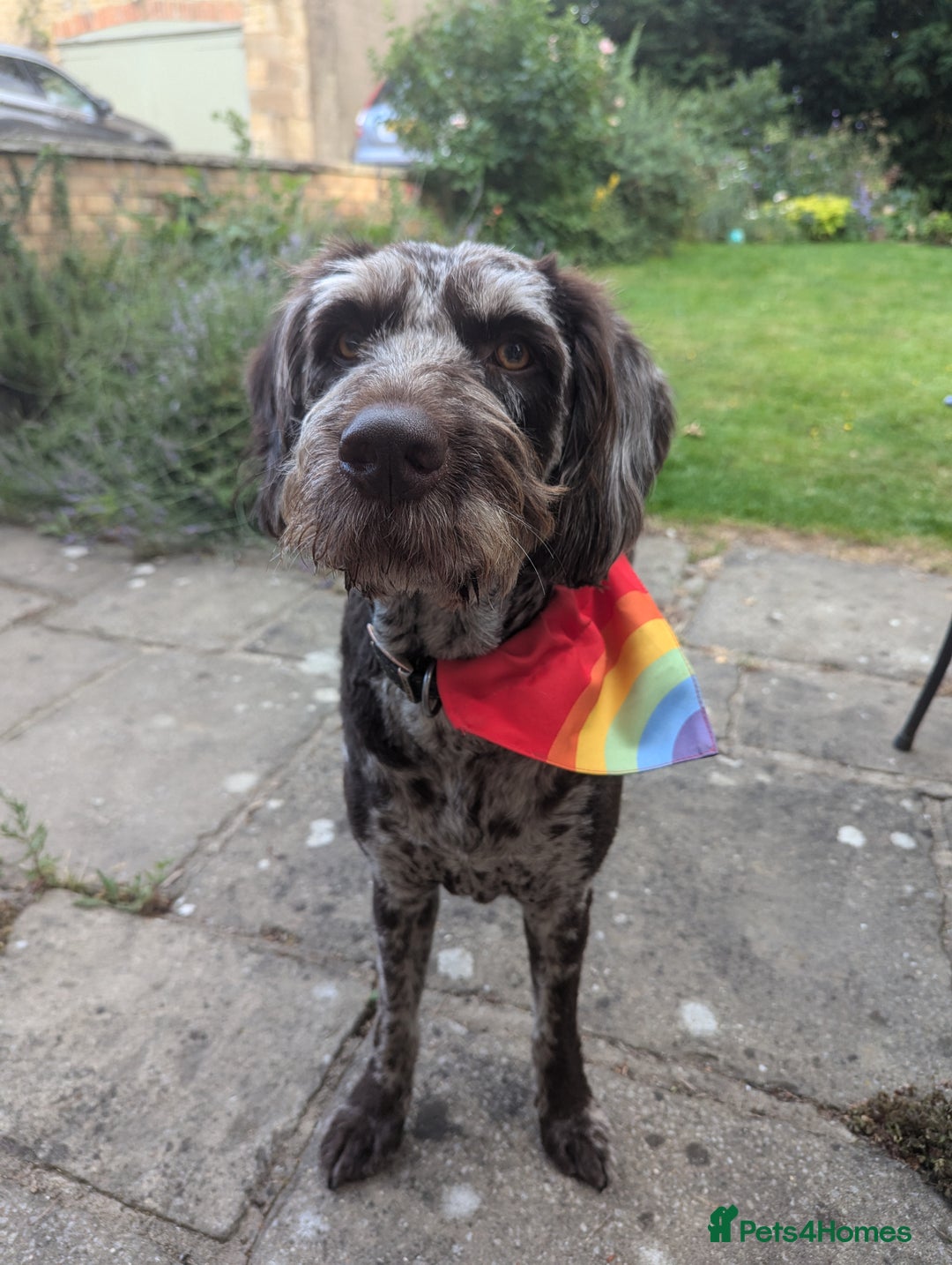 Labradoodle dogs for sale: Meet Elton – Our Beautiful Labradoodle  - Image 9