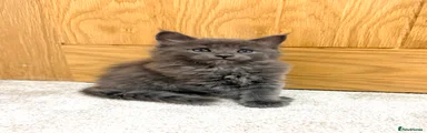 Female (biscuit) 