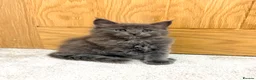 Maine Coon cats for sale: Stunning Fluffy Maine Coons - Advert 20