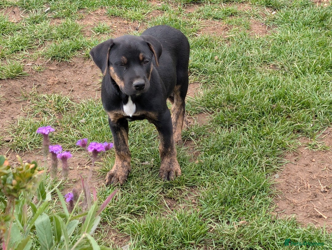 Mixed Breed dogs for sale: Huntaway x Lurcher puppies  - Image 14