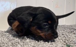 Lancashire Heeler dogs for sale: Lancashire Heelers - Image 15