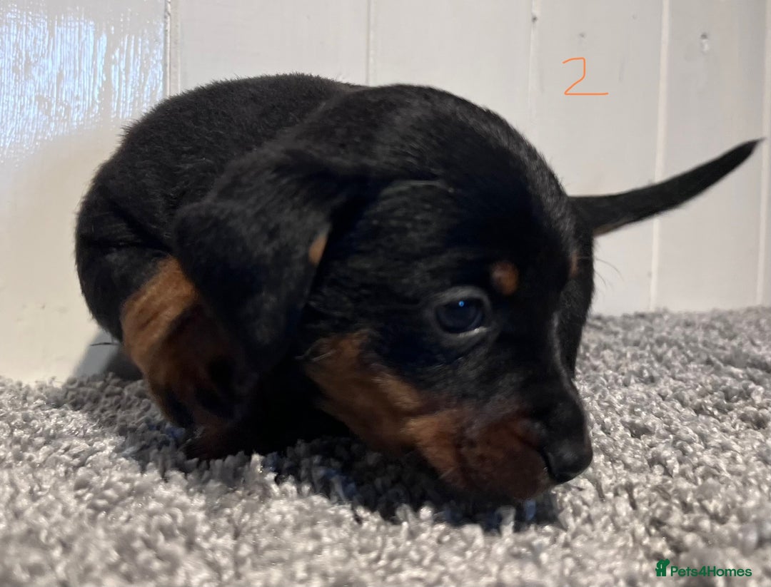 Lancashire Heeler dogs for sale: Lancashire Heelers - Image 15
