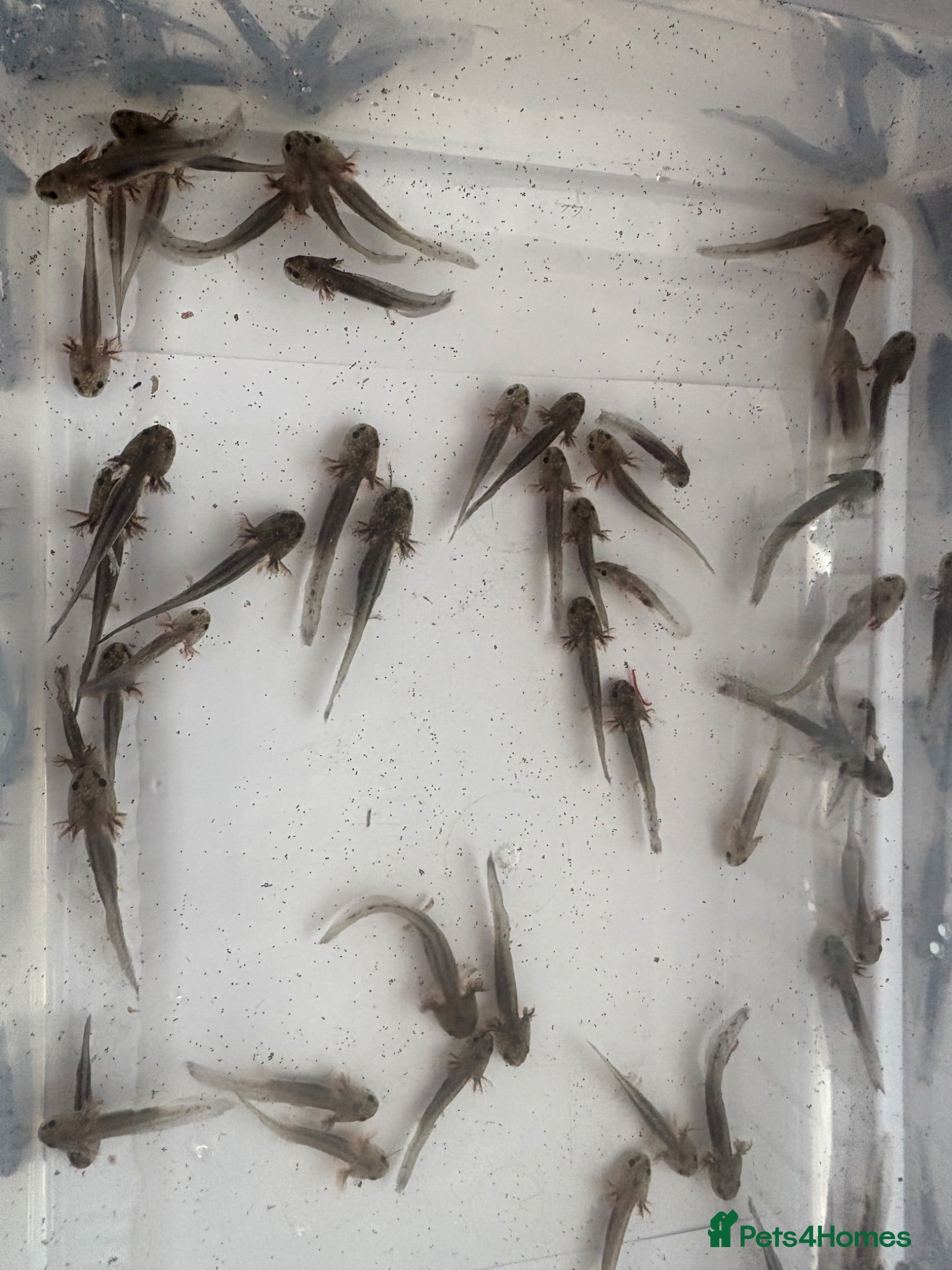 Axolotl reptiles Baby axolotls leucistic & black - Advert 1