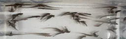 Axolotl reptiles for sale: Baby axolotls leucistic & black in Prudhoe - Advert 1