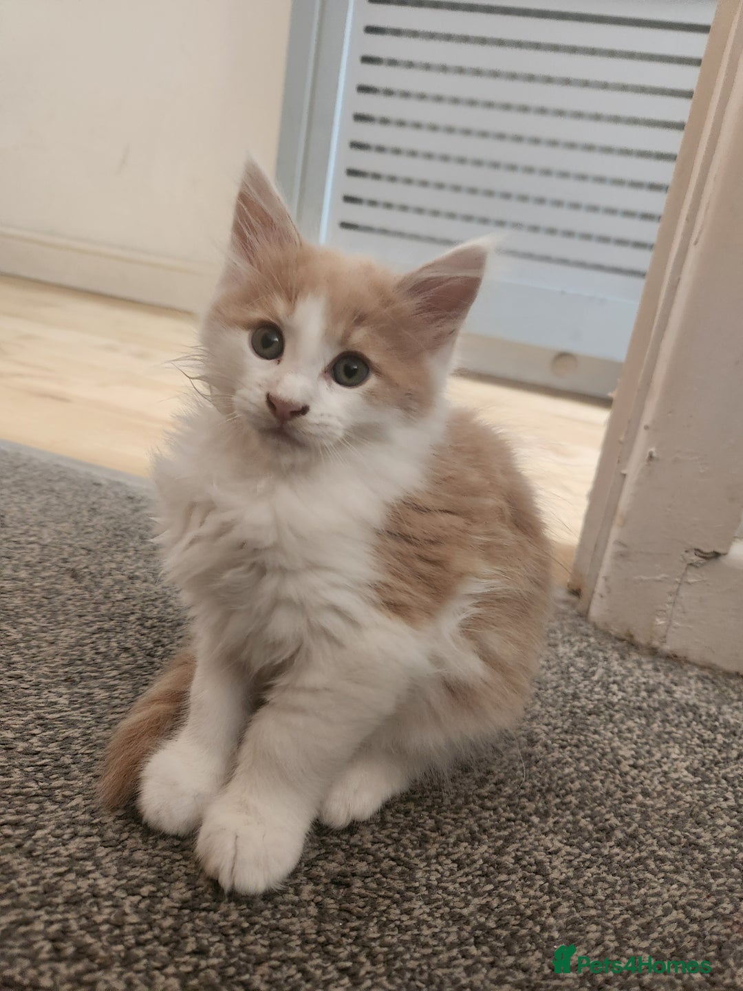 Maine Coon cats for sale: Maine Coon Kittens purebred – READY NOW - Image 38