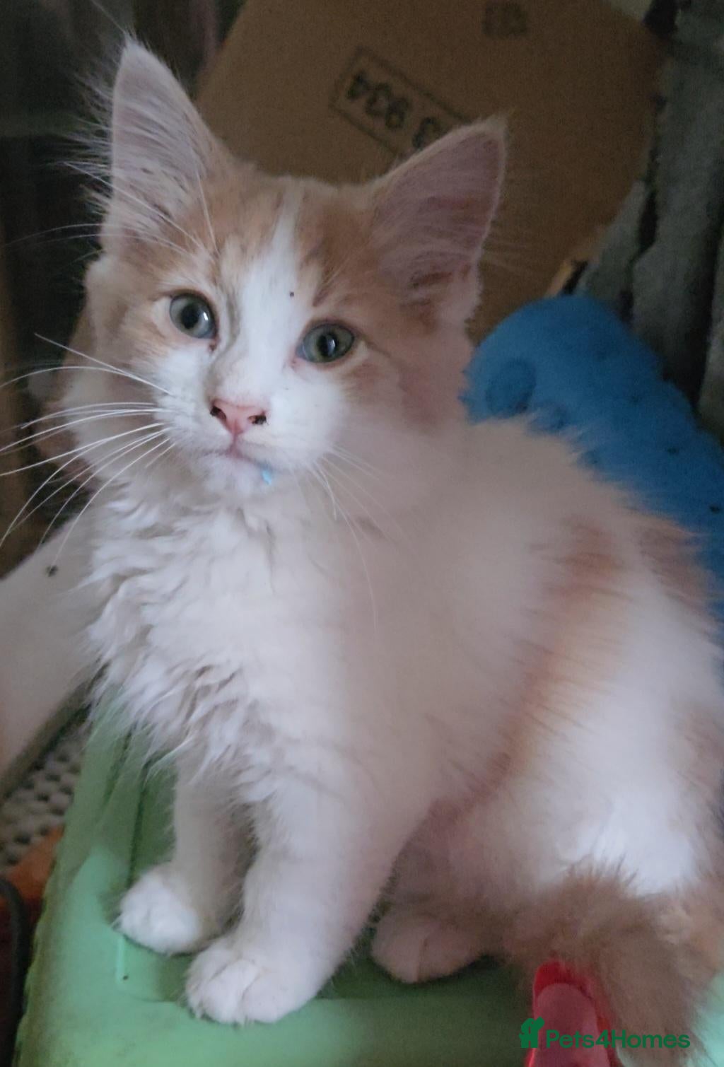 Mixed Breed cats 2 bengal/maincoone - Advert 4