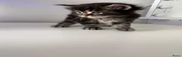 Maine Coon cats for sale: Maine coon kittens  in Winsford - Advert 18