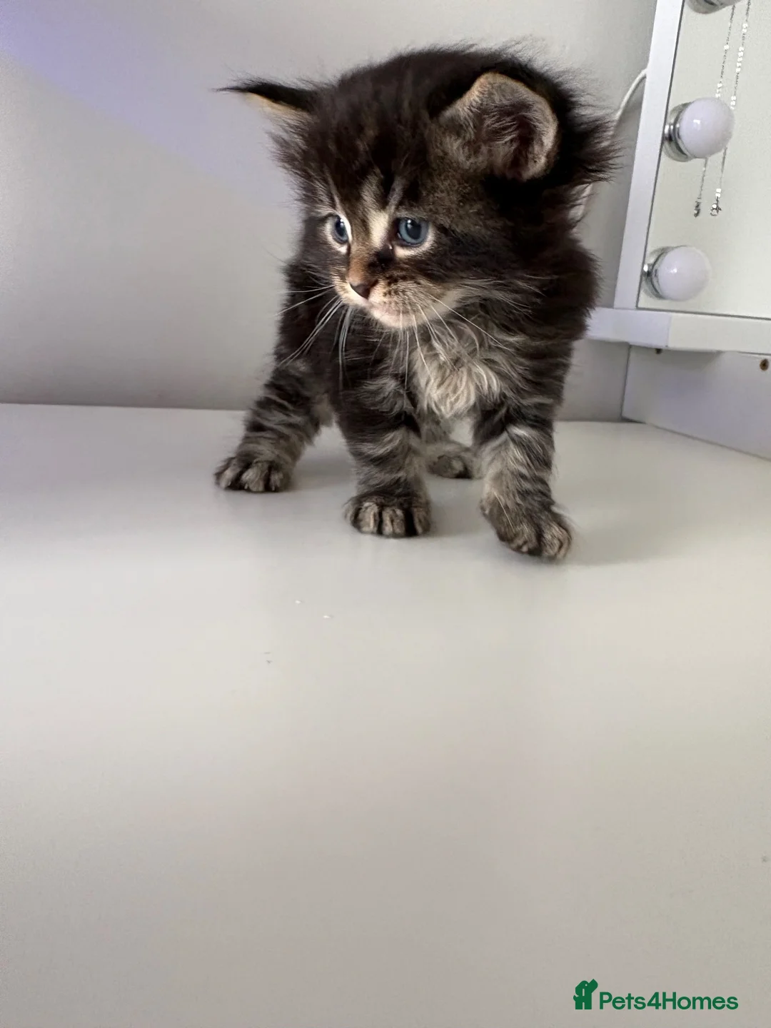 Maine Coon cats for sale: Maine coon kittens  in Winsford - Advert 18