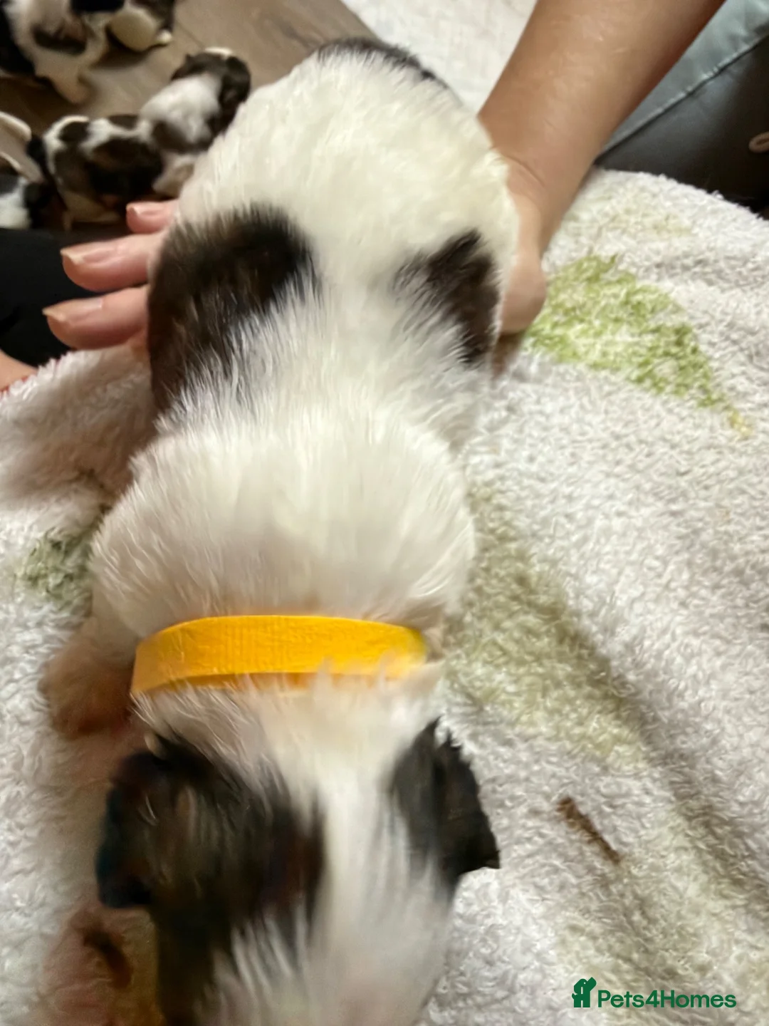 Shih Tzu dogs for sale: Shih Tzu puppies - Advert 2