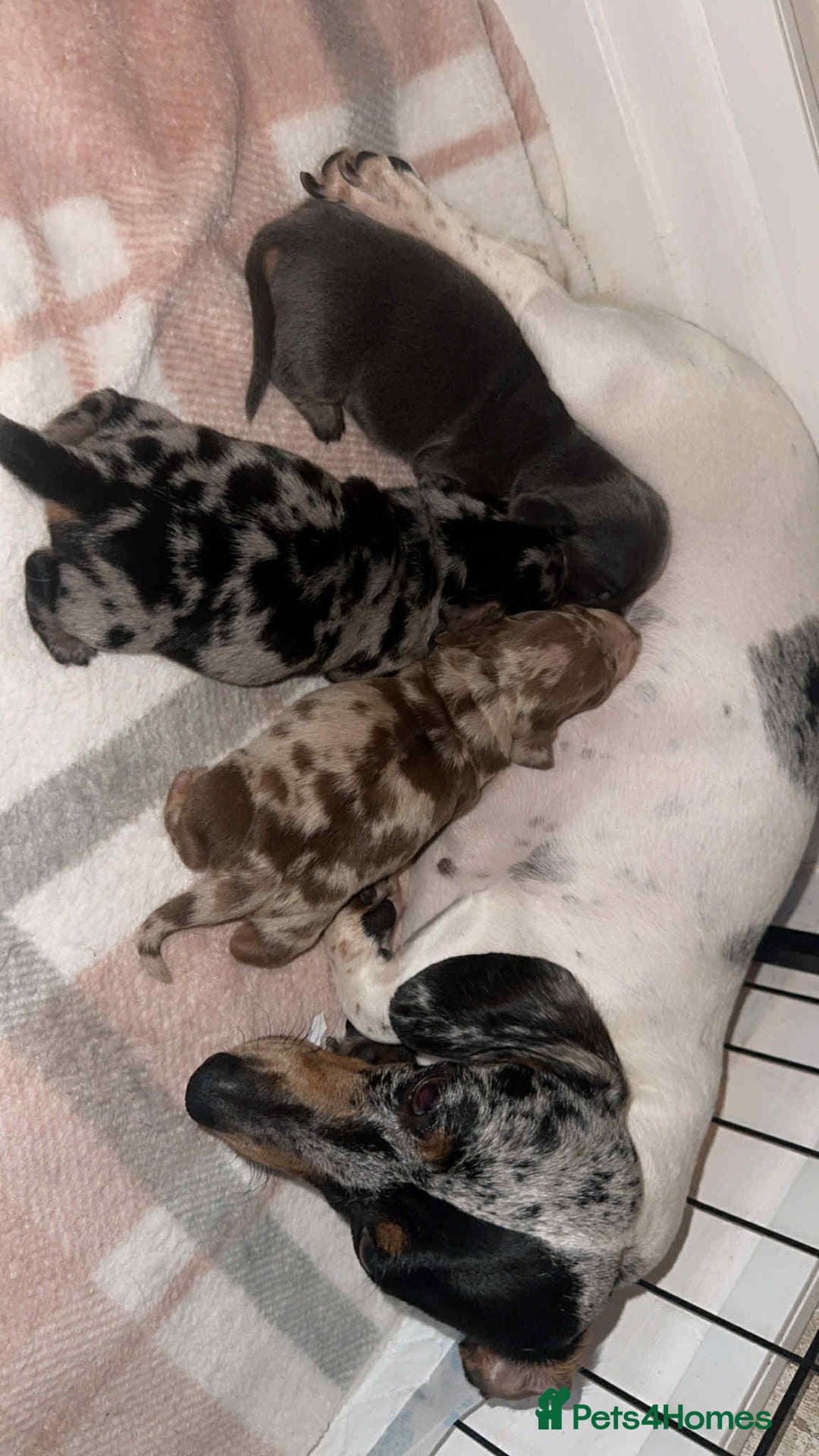 Miniature Dachshund dogs for sale: Miniature daschund puppies - Image 11