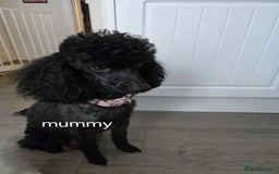 Cavapoo dogs for sale: Teddy bear F1 caverpoos  - Image 10