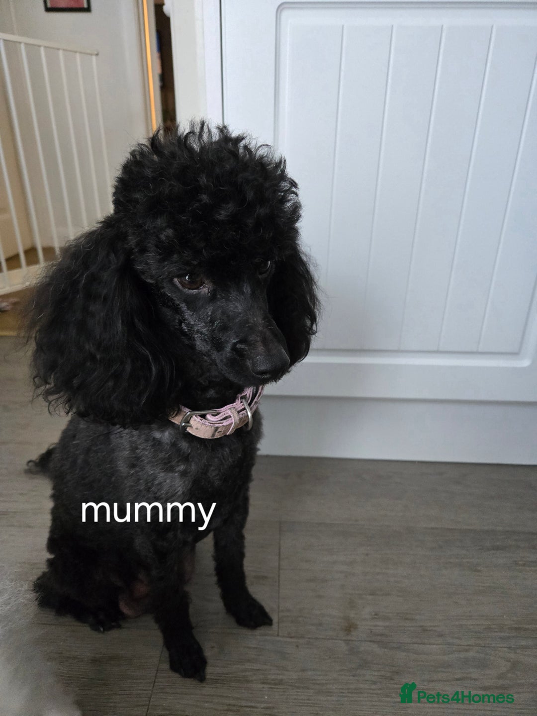 Cavapoo dogs for sale: Teddy bear F1 caverpoos  - Image 10