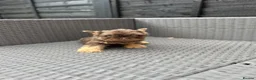 French Bulldog dogs for sale: REDUCED FlOODLE /French bulldogs - Advert 20