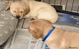 Cockerdor dogs for sale: Adorable f1 cockerdor puppies - Image 36