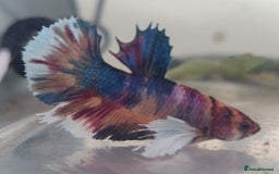 Bettas fish for sale: Betta fish for sale  - Image 16
