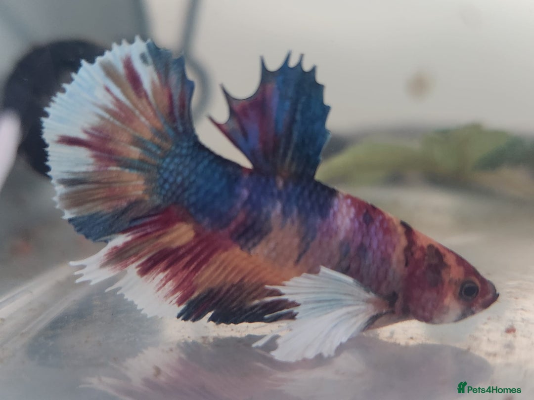 Bettas fish for sale: Betta fish for sale  - Image 16