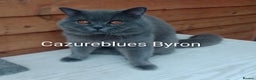 British Shorthair cats for stud: British Shorthair Cream/White 💙 Lilac/Blue Spot in Manchester - Advert 1
