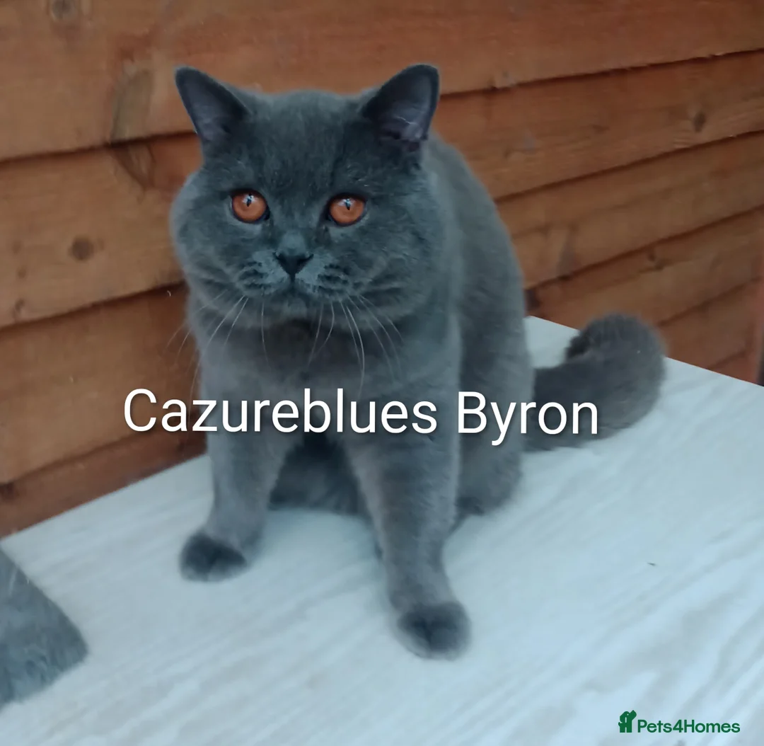 British Shorthair cats for stud: Gccf Active Studs Blue, Lilac, Blue Bi, Cream Bi - Advert 24