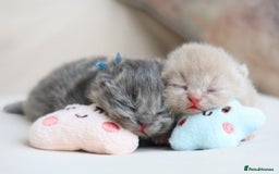 British Shorthair cats for sale: British Shorthair Kittens - Registered & Licensed - Image 5
