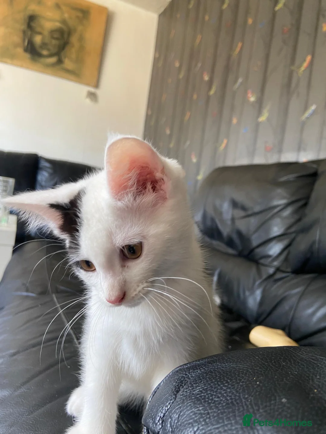 Mixed Breed cats for sale: 2 Male Kittens  in Newcastle upon Tyne - Advert 2