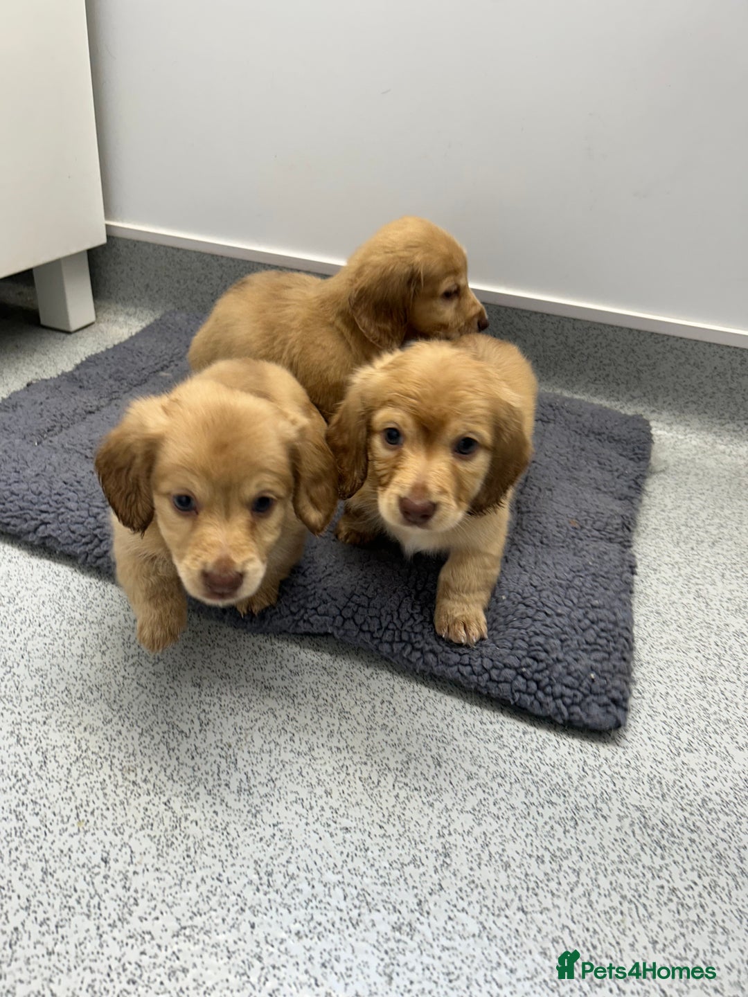 Miniature Dachshund dogs for sale: Miniature long hair English cream dachshunds  - Advert 11