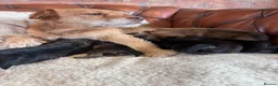 Mixed Breed dogs for sale: Cairn x Patterdale  - Advert 16