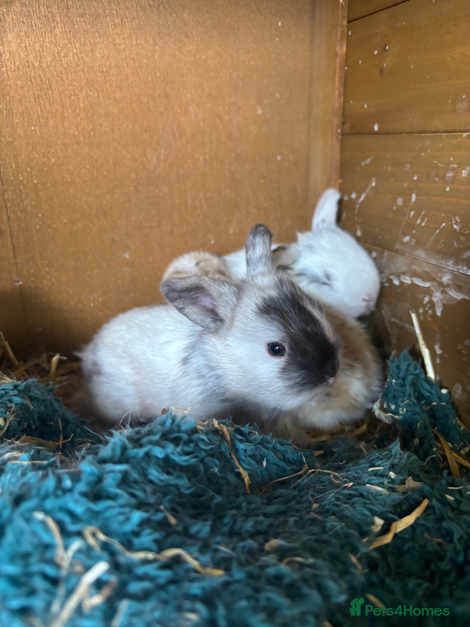 Mini Lop rabbits 6 mini lops  - Advert 1