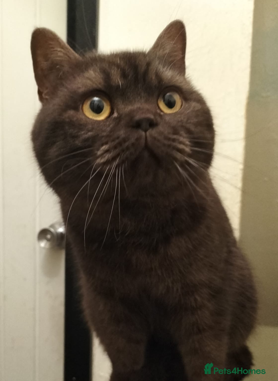 British Shorthair cats Chocolate BSH male active reg BLOOD GROUP B - Advert 7