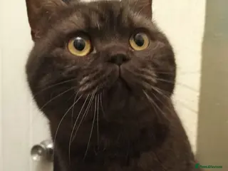 British Shorthair cats Chocolate BSH male active reg BLOOD GROUP B - Advert 7