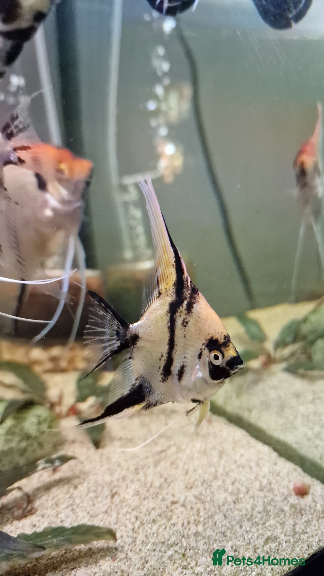 Angelfish fish for sale: Koi Angelfish - Image 20