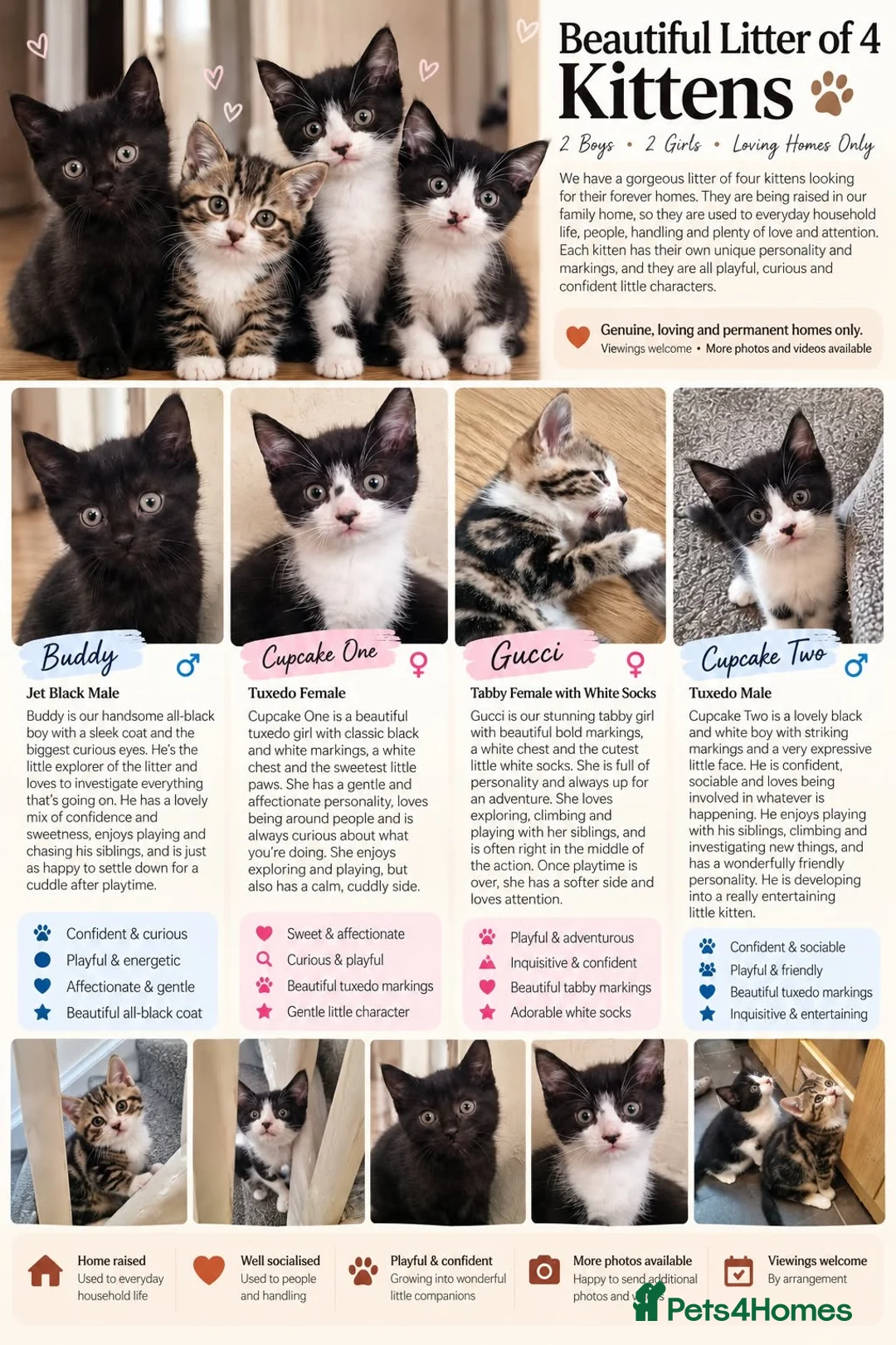 Mixed Breed cats for sale: Adorable Litter of 4 Loving Home Raised Kittens 🐾 - Advert 1