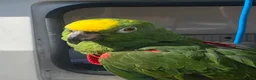 Parrots birds for sale: Amazon parrot  - Advert 4
