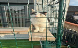 British Shorthair cats for sale: Bella, 3 Years Old - Image 2