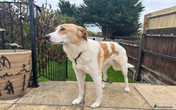 Mixed Breed dogs for adoption: 💙🩵Archie is looking for Love🐾 🩵💙 - Image 6