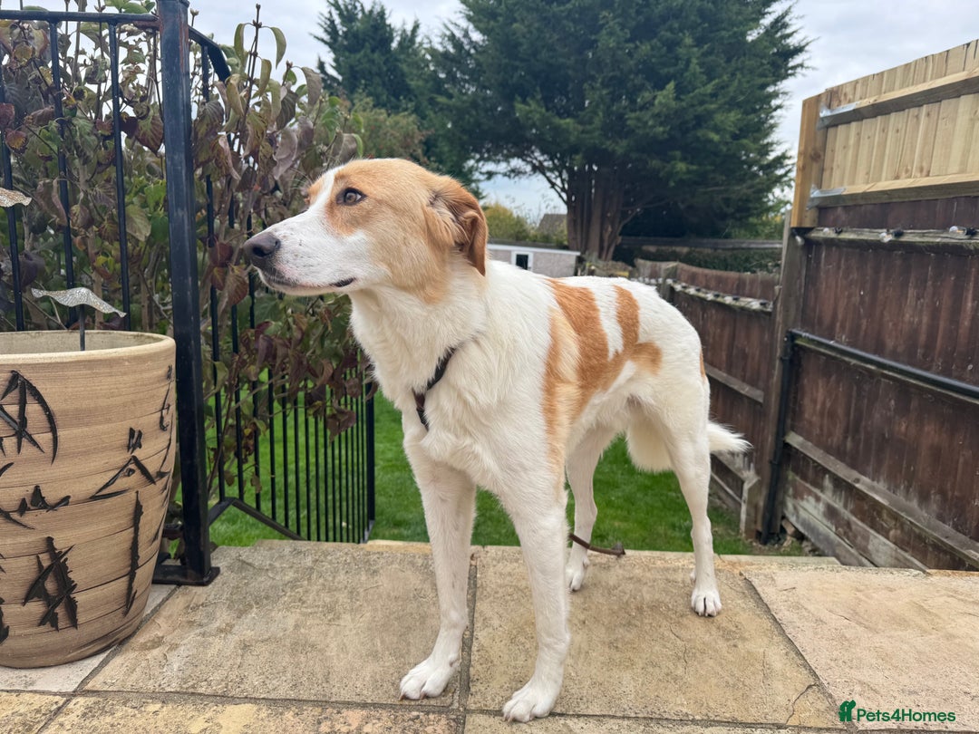 Mixed Breed dogs for adoption: 💙🩵Archie is looking for Love🐾 🩵💙 - Image 6