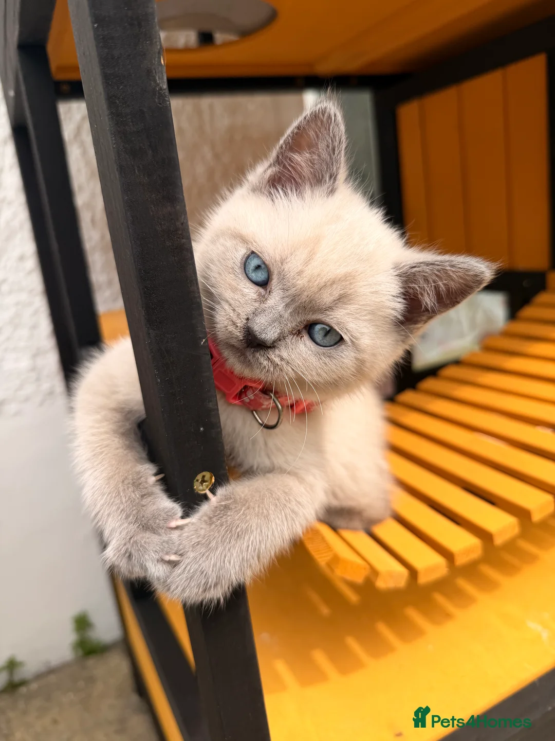 British Shorthair cats for sale: Colour point female  - Advert 2