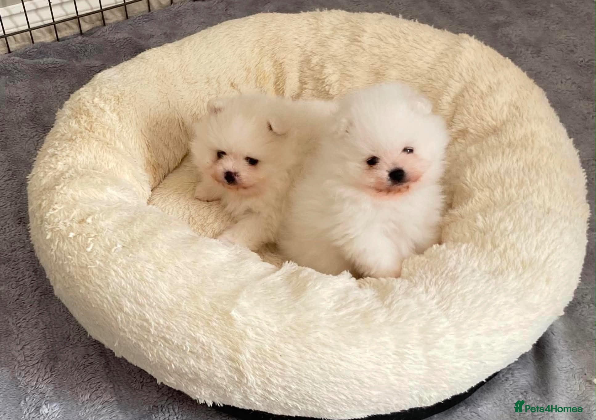 Pomeranian dogs Snow White Pomeranian Puppies  - Advert 1